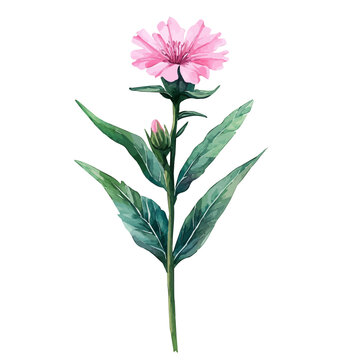 watercolor of Silene Flower, vector, isolated on a white background.