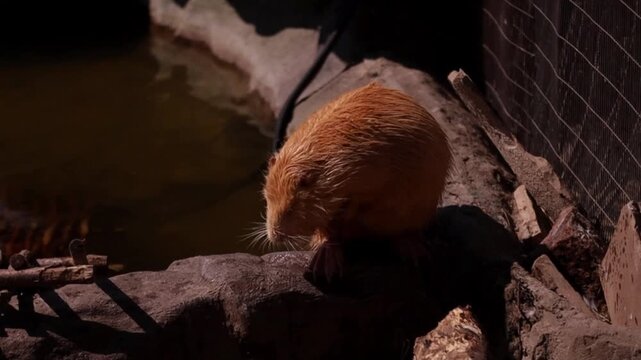 Golden Nutria Gently Moving Head on Log by Water, Captured with Subtle Slow Tracking Shot