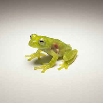 Glass frog isolated on white background showing its translucent body and internal structure. Exotic amphibian ideal for scientific, educational and wildlife use.