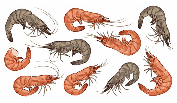 Creative realistic shrimp vector collection with dynamic seafood composition and vibrant ocean illustration