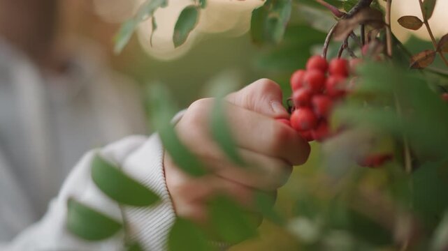 Close up hands picking red berries, soft golden light, blurred bokeh background, green leaves framing scene, gentle movement of forager harvesting ripe fruit, cozy autumn mood, textured branch detail