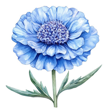 watercolor of Scabiosa Flower, isolated on a white background.