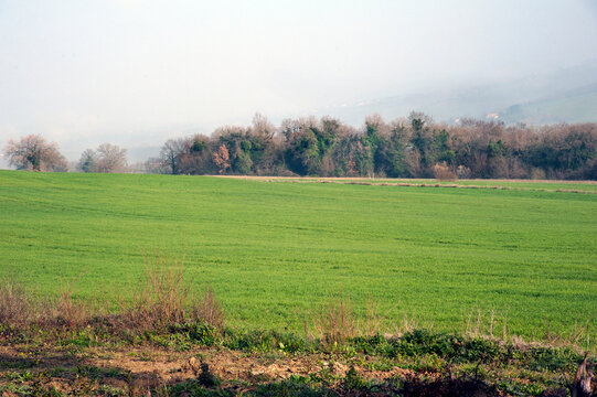 The green valleys (Spoleto Valley) in the Italian Umbria region. Uncultivated or fallow field on the hilltop. Todi, Perugia, Italy.