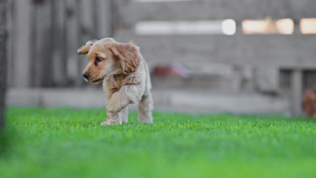Funny spaniel puppies playing outdoors, cheerful and carefree, 4K slow motion