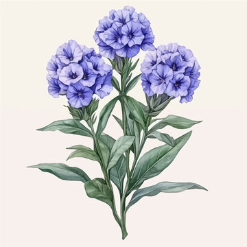 watercolor of Matthiola Flower, isolated on a white background.