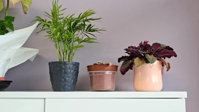 Three decorative potted houseplants on white shelf indoors, palm, coleus and small plant in stylish pots, cozy home interior decor concept
