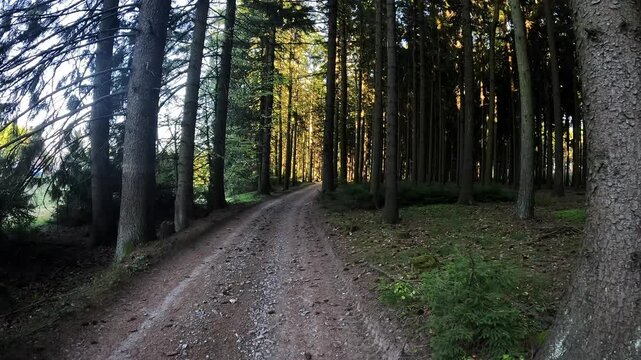 Pov walk along a forest path right in the woods 