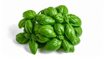 Fototapeta premium fresh basil leaves