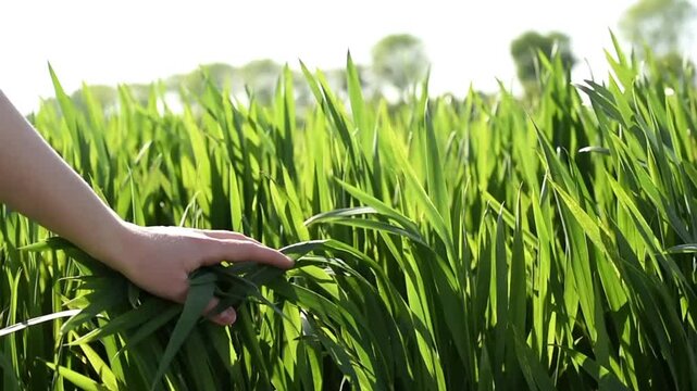 Close up of a person's hand touching long green wheat leaves in a field. The plants are swaying in the wind under bright outdoor light.