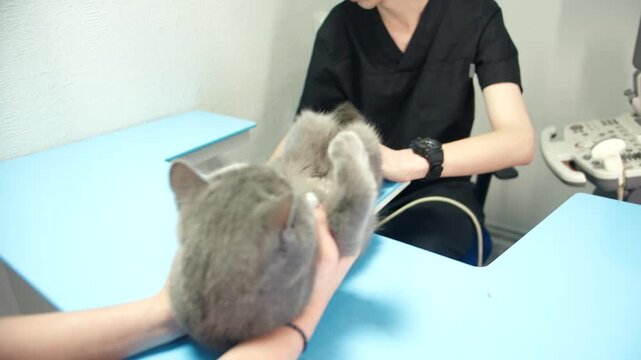 Ultrasound test conducted on feline. Gray cat undergoes diagnostic ultrasound to assess health status. Caucasian male veterinary specialist performs abdominal imaging for medical evaluation in clinic