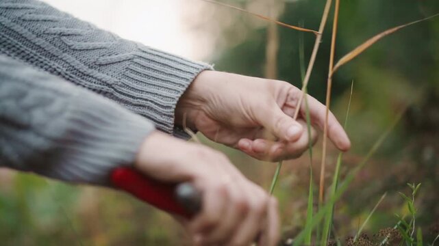Close up adult hands pruning meadow grasses at dusk gray sweater visible shears snipping seedheads gentle motions inspecting stems collecting clippings for seed saving intimate rustic autumn routine