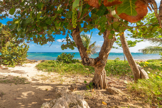 Sea grape tree on the shore with ocean view in Le Moule