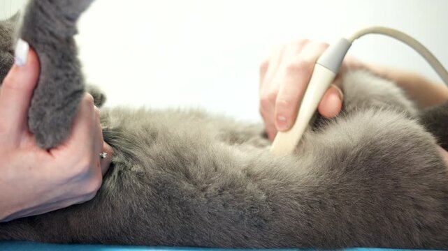 Closeup of caucasian hands performing cat ultrasound, gray feline relaxed on blue exam table while vet glides probe over abdomen. Ultrasound sensor as a medical instrument in calm clinical atmosphere