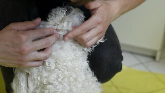 Close-up of a person's hands parting the white fur of a Bichon Frise dog to reveal a tick attached to the skin. The scene takes place indoors in Paris.