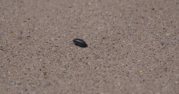 Tiny Roly Poly Crawling On Textured Ground 