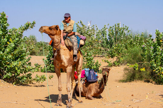 Male tourist riding a camel in Thar Desert, India. Man traveler enjoying a camel safari trek in desert among green bushes. Authentic adventure tourism experience in Rajasthan, India