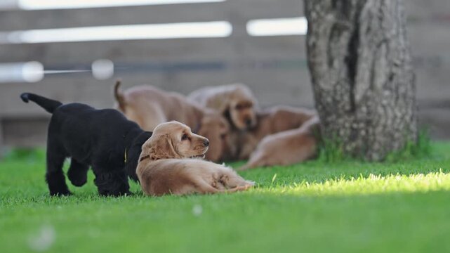 Cute spaniel puppies playing together on grass, joyful energy, 4K slow motion