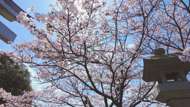 満開の桜と神社の石灯籠、青空の下で舞う花びら