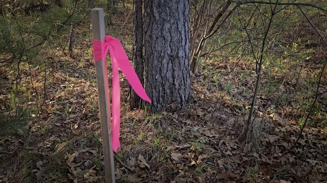 Pink surveyor ribbon on a wooden stake blowing in the wind. Infrastructure, forestry, or utilities theme. Video.