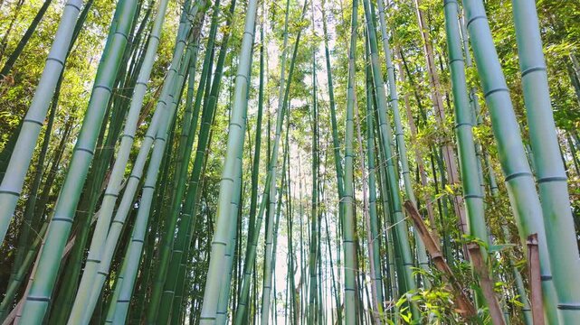見上げる竹林と葉の間から差し込む木漏れ日