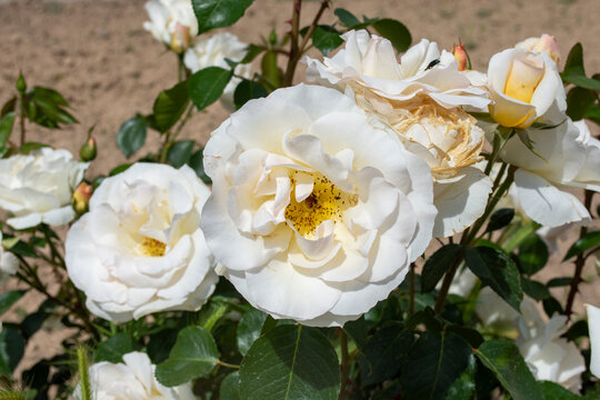 Hermosas rosas blancas de jard&iacute;n en plena floraci&oacute;n bajo la luz del sol de primavera.
