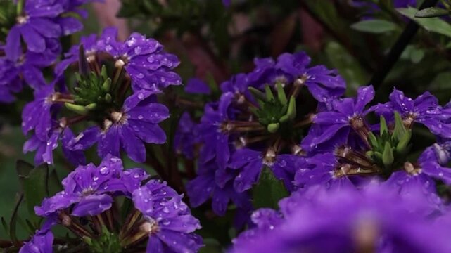 purple flowers in the garden