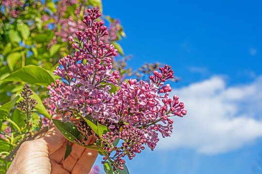 Holding a burgeoning lilac bush in the garden