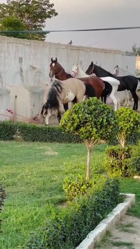 Group of beautiful purebred horses standing in a row at a farm.