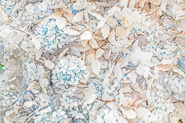 Fototapeta premium A delicate festive floral tone of light blue shades.