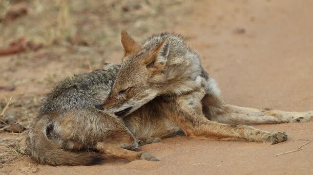 Wild jackal cleaning fur on jungle track, golden jackal self-grooming behaviour on dirt path in dry deciduous forest, Bandhavgarh National Park India, 4K UHD wildlife documentary footage