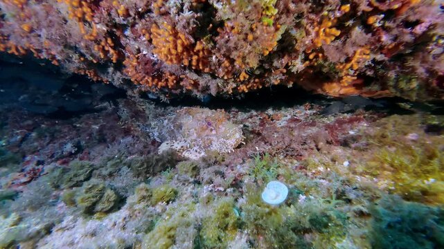 Undersea life - Old Mediterranean scorpionfish in a colourful scene