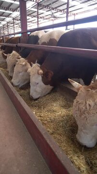 Close up of cattle feeding in holding pen inside slaughterhouse facility, camera moving along feeding line showing livestock waiting in organized environment, vertical documentary footage.