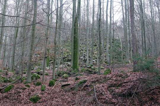Steinbruch Borstein an der Tromm im Odenwald