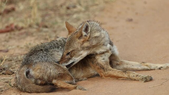 Indian golden jackal self-grooming, wild canid licking flank lying on warm sandy forest path at golden hour, Bandhavgarh National Park tiger reserve India, 4K UHD wildlife close-up footage