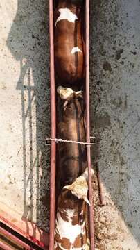 Aerial View of Cattle Moving in Single File Through Livestock Handling Chute in Processing Facility