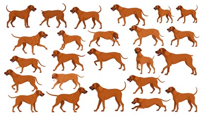 Obraz premium A grid showcases various gaits of a single breed of brown dog against a white backdrop, demonstrating movement