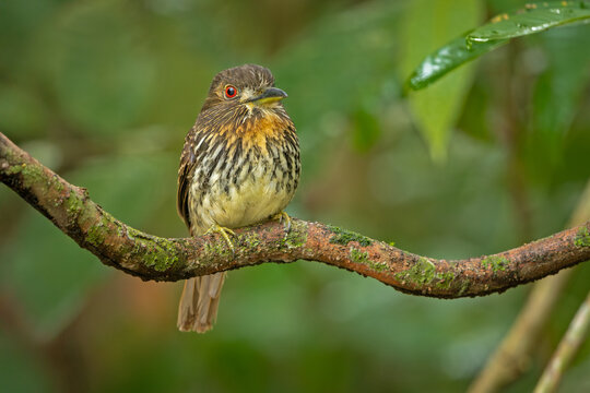 White-whiskered puffbird perched on a branch