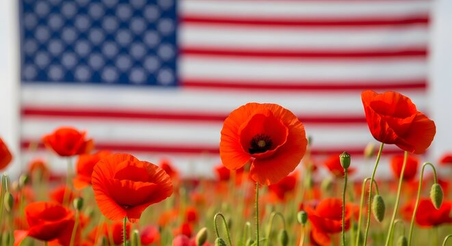Poppies in bloom with american flag background memorial day remembrance