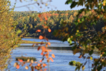 Obraz premium a river in an autumn forest