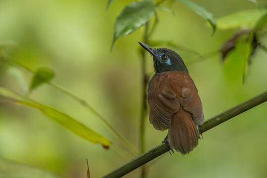 Chestnut-backed antbird perched on a branch