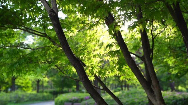 Fresh Green Maple Leaves and Slender Tree Trunks in a Sunlit Park with Bokeh