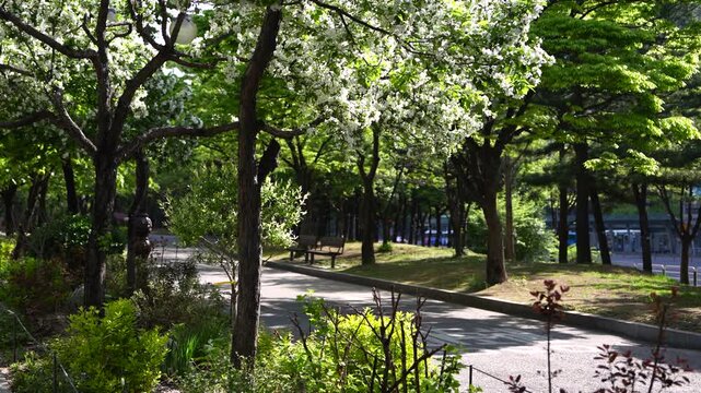 White Blossoming Trees Along a Spring Park Pathway with a Bench and Green Foliage