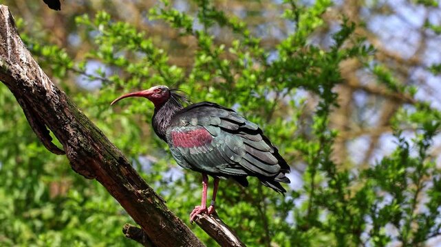 The northern bald ibis, hermit ibis, or waldrapp lat.Geronticus eremita is a migratory bird found in barren, semi-desert or rocky habitats, often close to running water.
