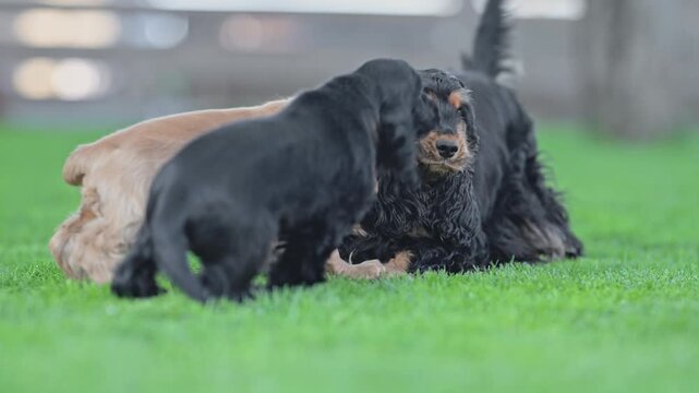 Joyful puppy playtime with mom, adorable dogs running and having fun in 4K