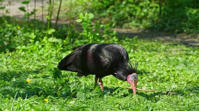 The northern bald ibis, hermit ibis, or waldrapp lat.Geronticus eremita is a migratory bird found in barren, semi-desert or rocky habitats, often close to running water.