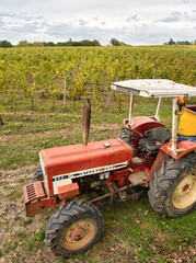 Obraz premium Vineyard with old red tractor in autumn - An old red tractor stands ready for harvest in a lush vineyard with green leaves and grapevines under a cloudy autumn sky.