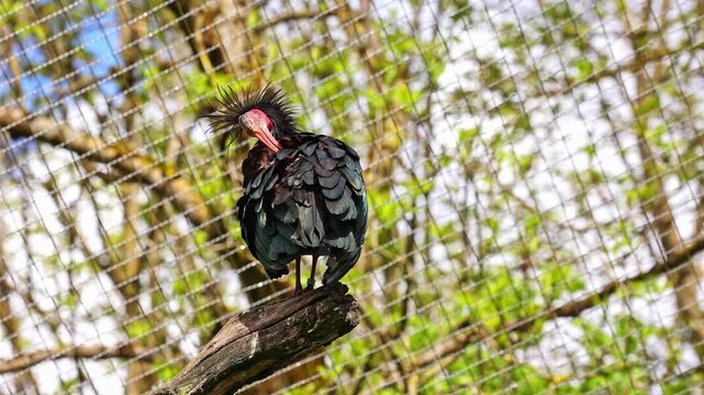 The northern bald ibis, hermit ibis, or waldrapp lat.Geronticus eremita is a migratory bird found in barren, semi-desert or rocky habitats, often close to running water.