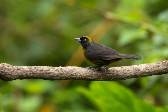 Dusky-faced tanager perched on a branch