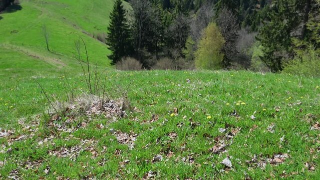 Scenic spring landscape of rolling hills, evergreen woods, and pastures in the Swiss countryside under clear daylight.