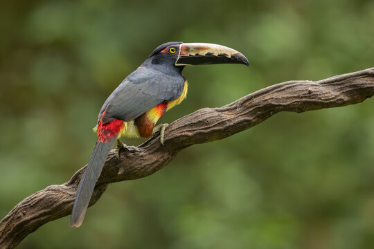 Collared aracari perched on a branch
